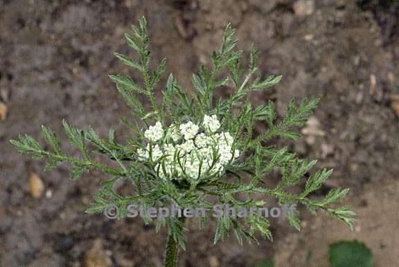 daucus pusilus 4 graphic